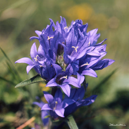 Knäuel Glockenblume