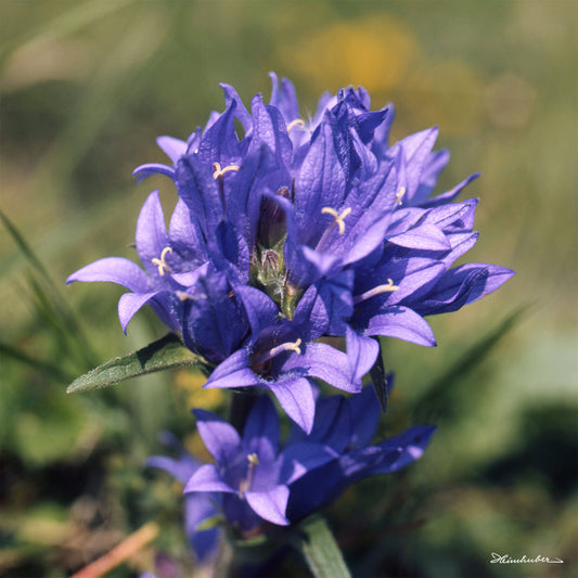 Knäuel Glockenblume