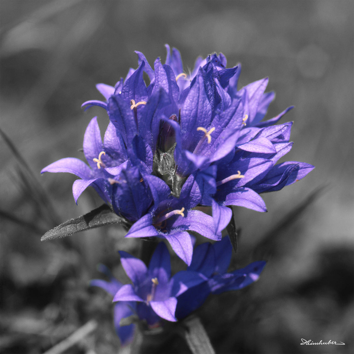 Knäuel Glockenblume teilcoloriert