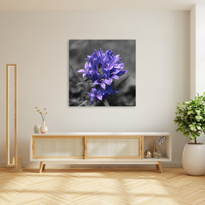 Knäuel Glockenblume teilcoloriert