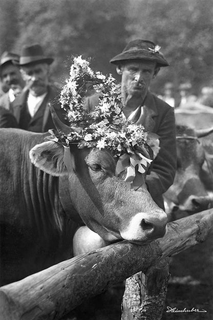 Kranzkuh 1929