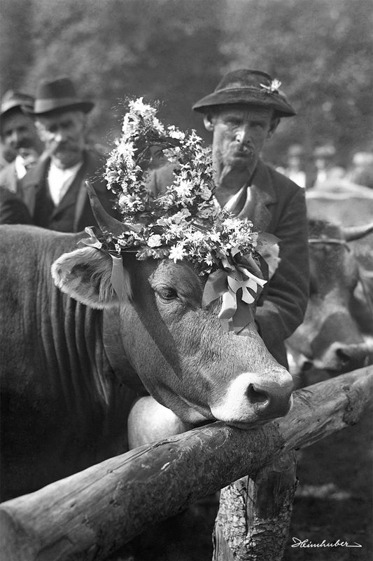 Kranzkuh 1929