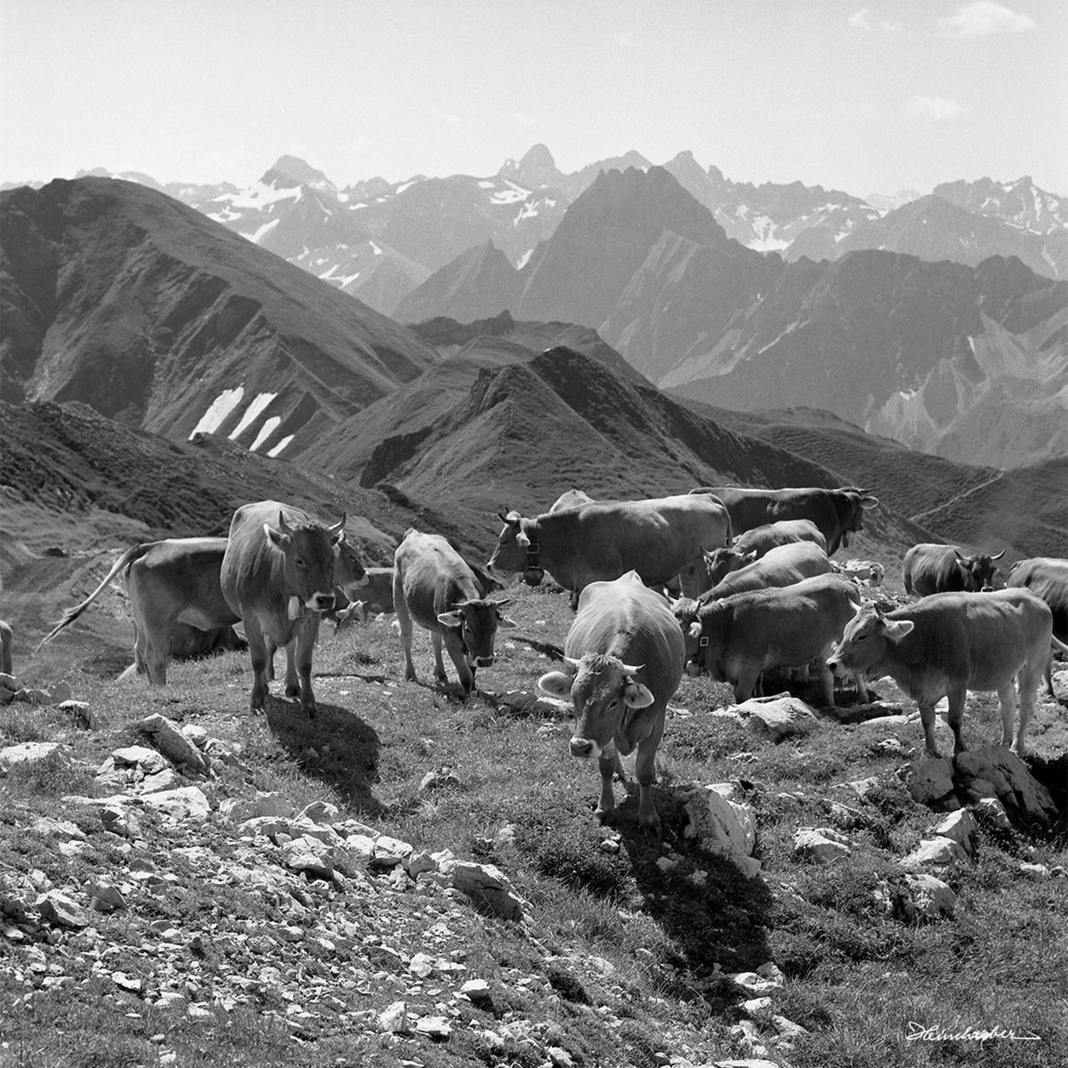 Kühe am Nebelhorn
