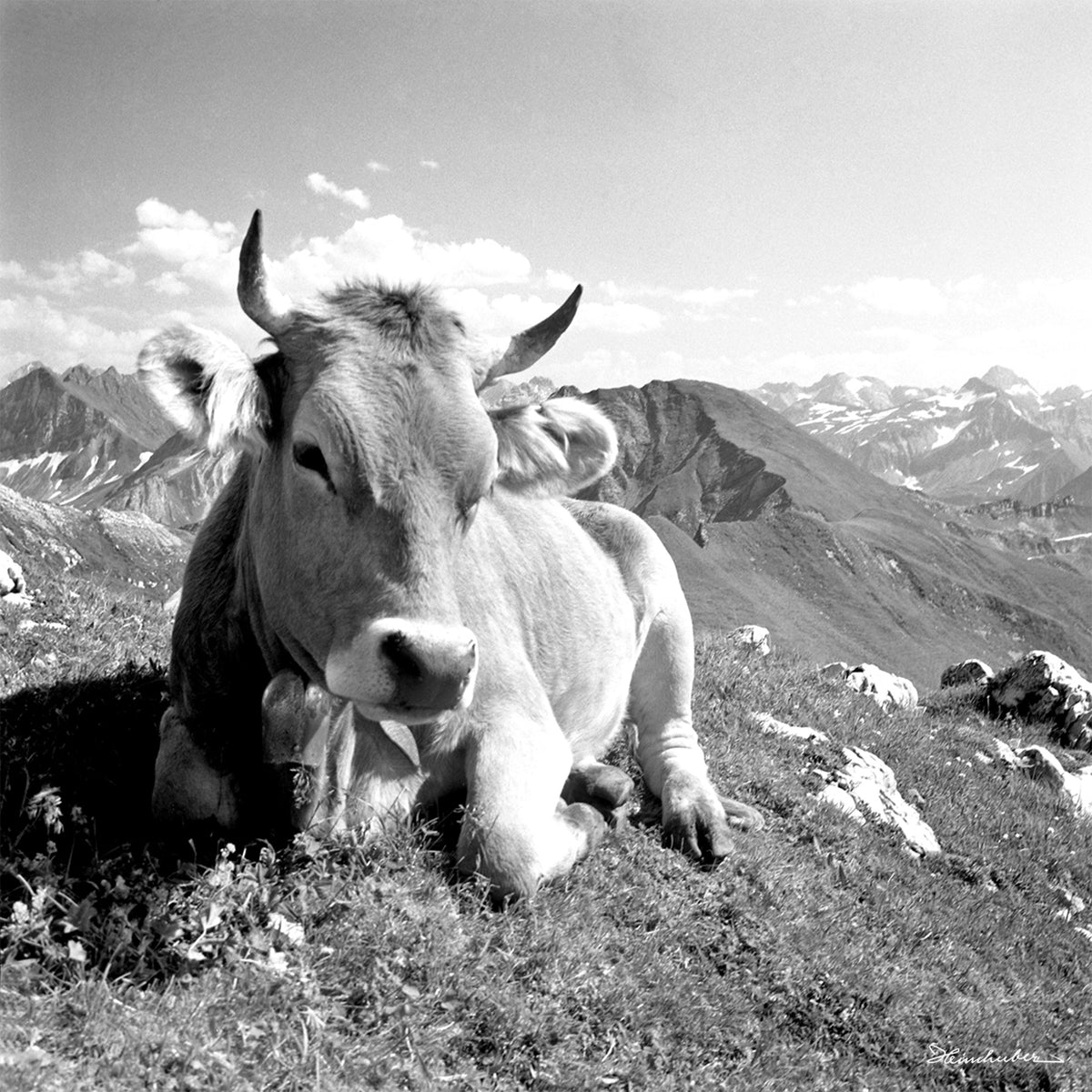 Liegende Kuh am Nebelhorn