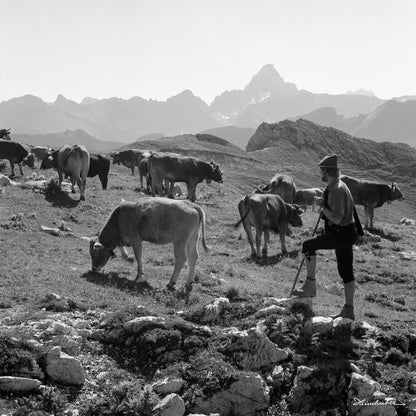 Hirte mit Kühen am Nebelhorn