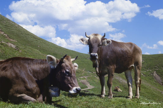 Kühe auf der Alp
