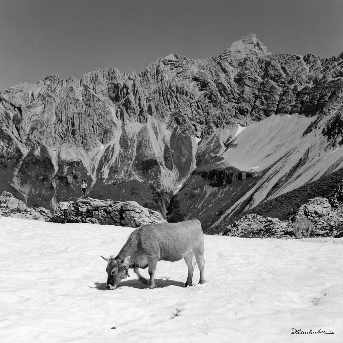 Kuh im Schnee mit Hochvogel
