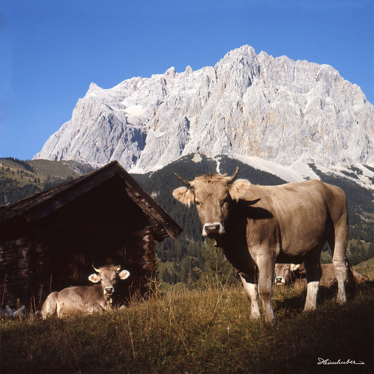 Kühe vor Zugspitze