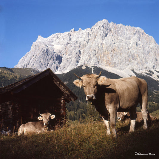 Kühe vor Zugspitze
