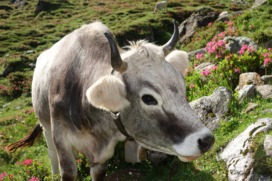 Kuh mit Alpenrosen