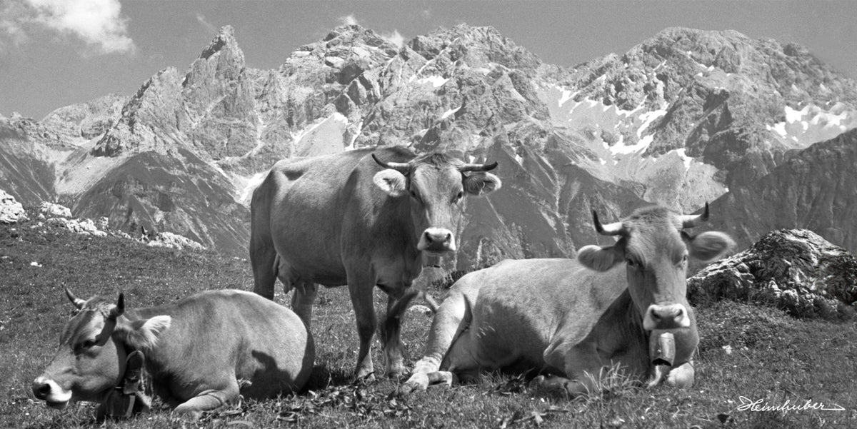 Kuh-Trio vor Gipfel-Dreigestirn