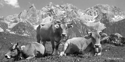 Kuh-Trio vor Gipfel-Dreigestirn