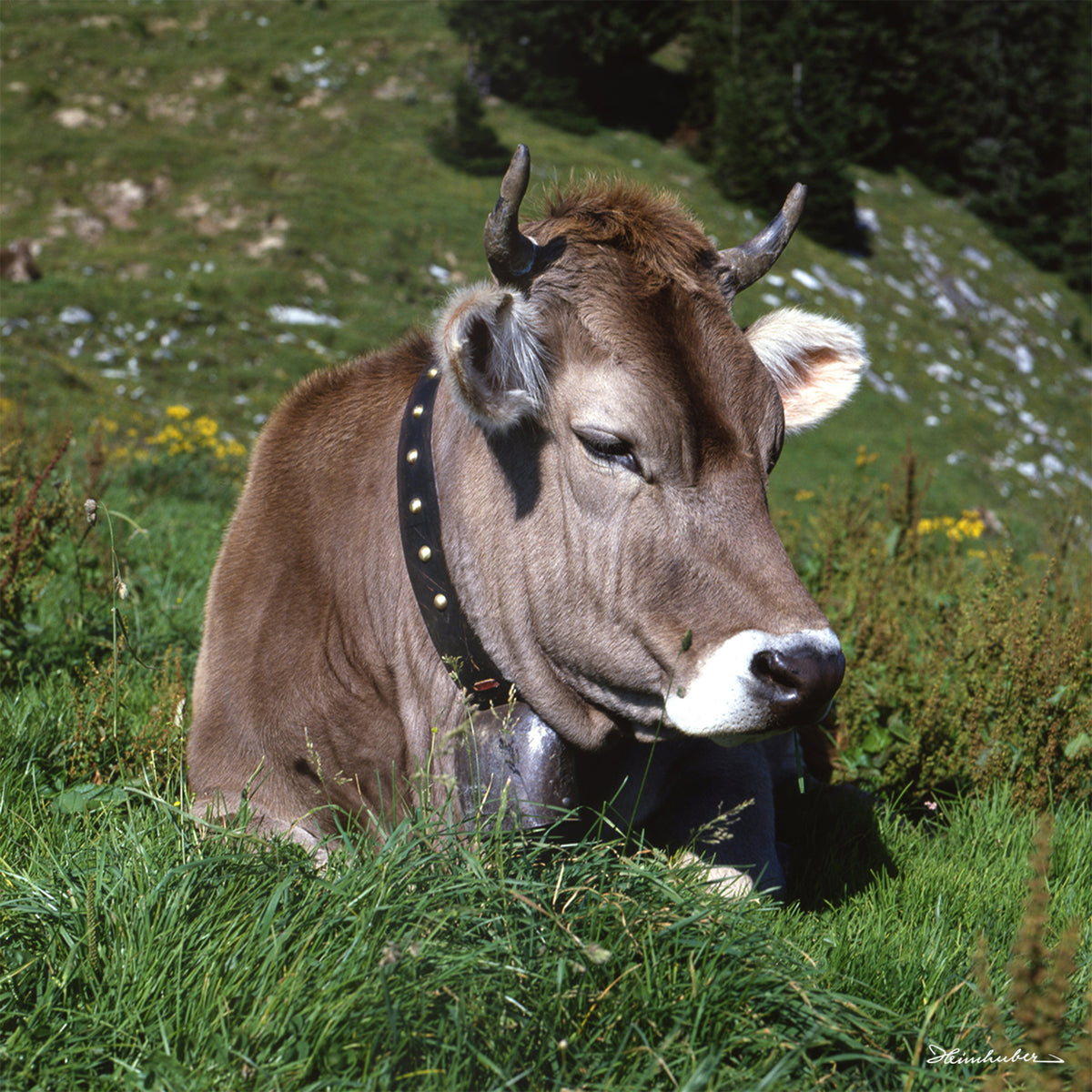 Liegende Kuh auf Almwiese