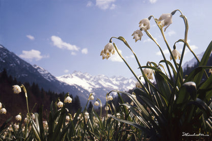 Märzenbecher bei Schwand