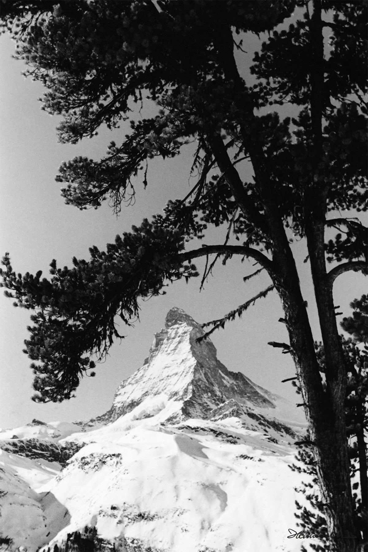 Matterhorn mit Baum