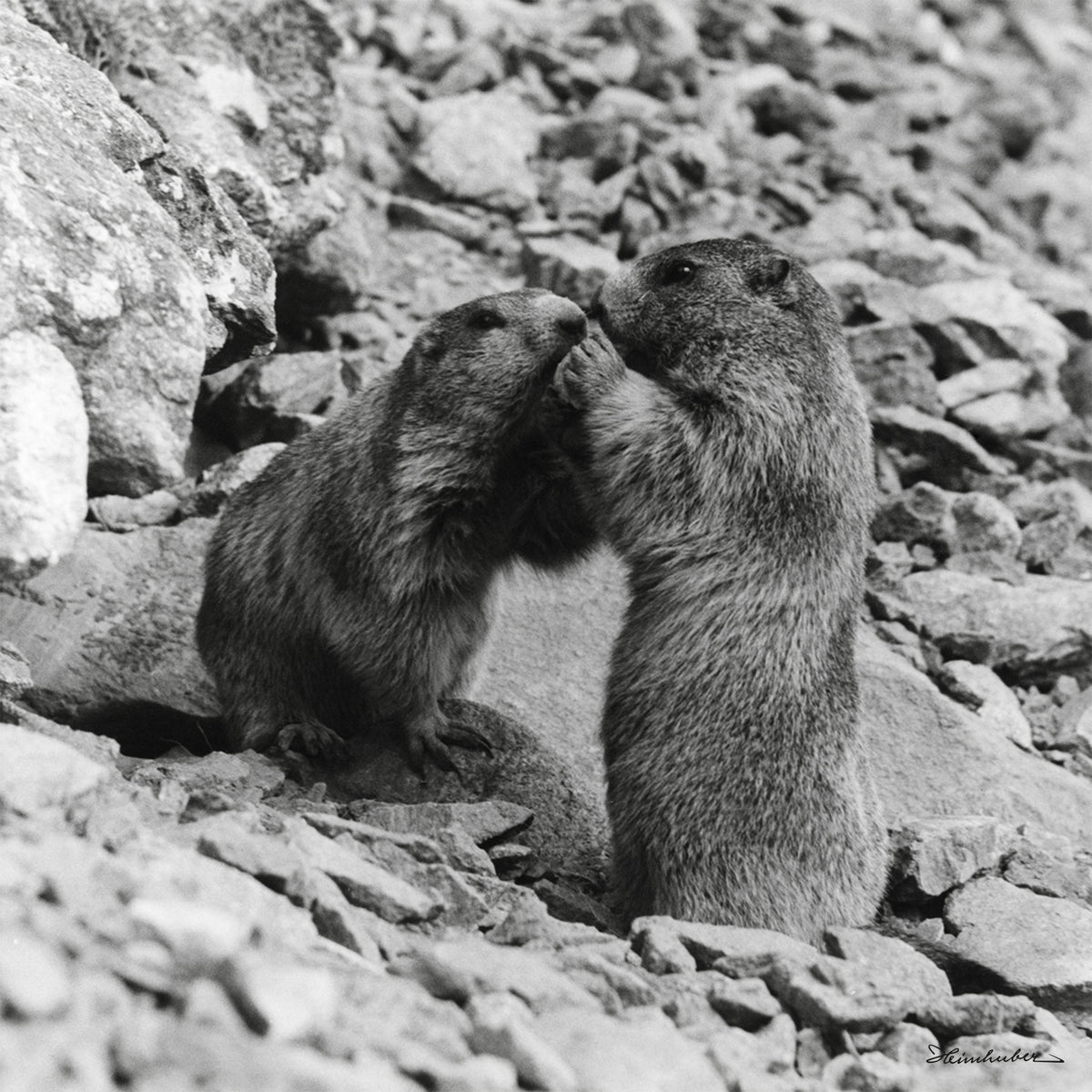 Schmusende Murmeltiere