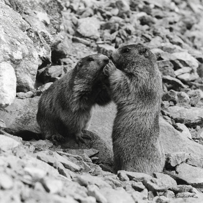 Schmusende Murmeltiere