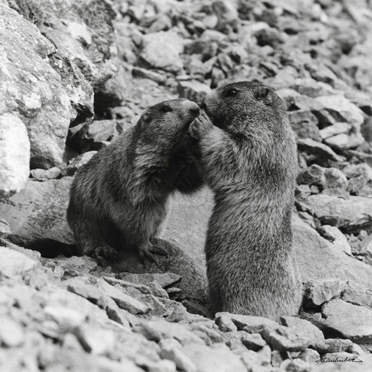 Schmusende Murmeltiere