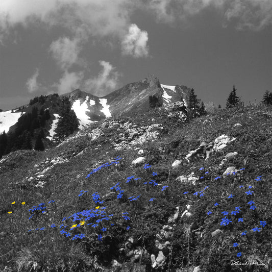 Schusternägele im Frühling