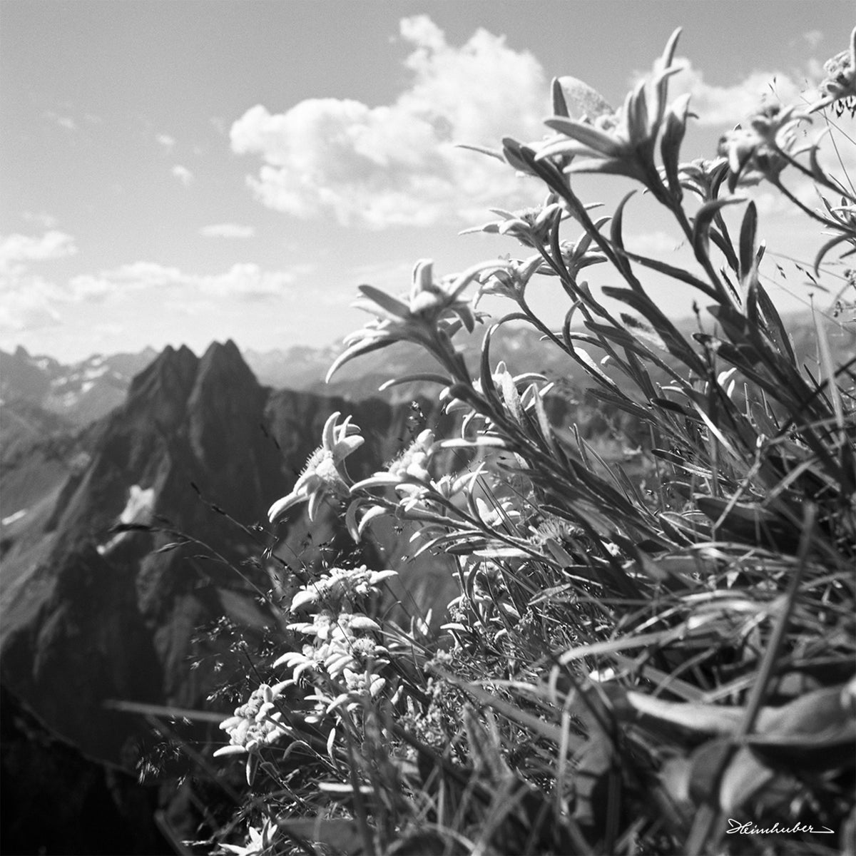 Alpen-Edelweiß
