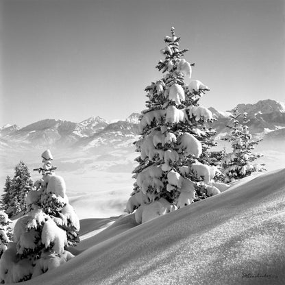 Verschneite Tannen