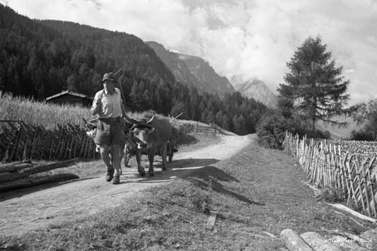 Fritz Heimhuber mit Ochsenkarren