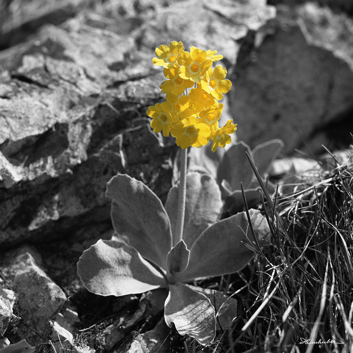 Petergstamm coloriert