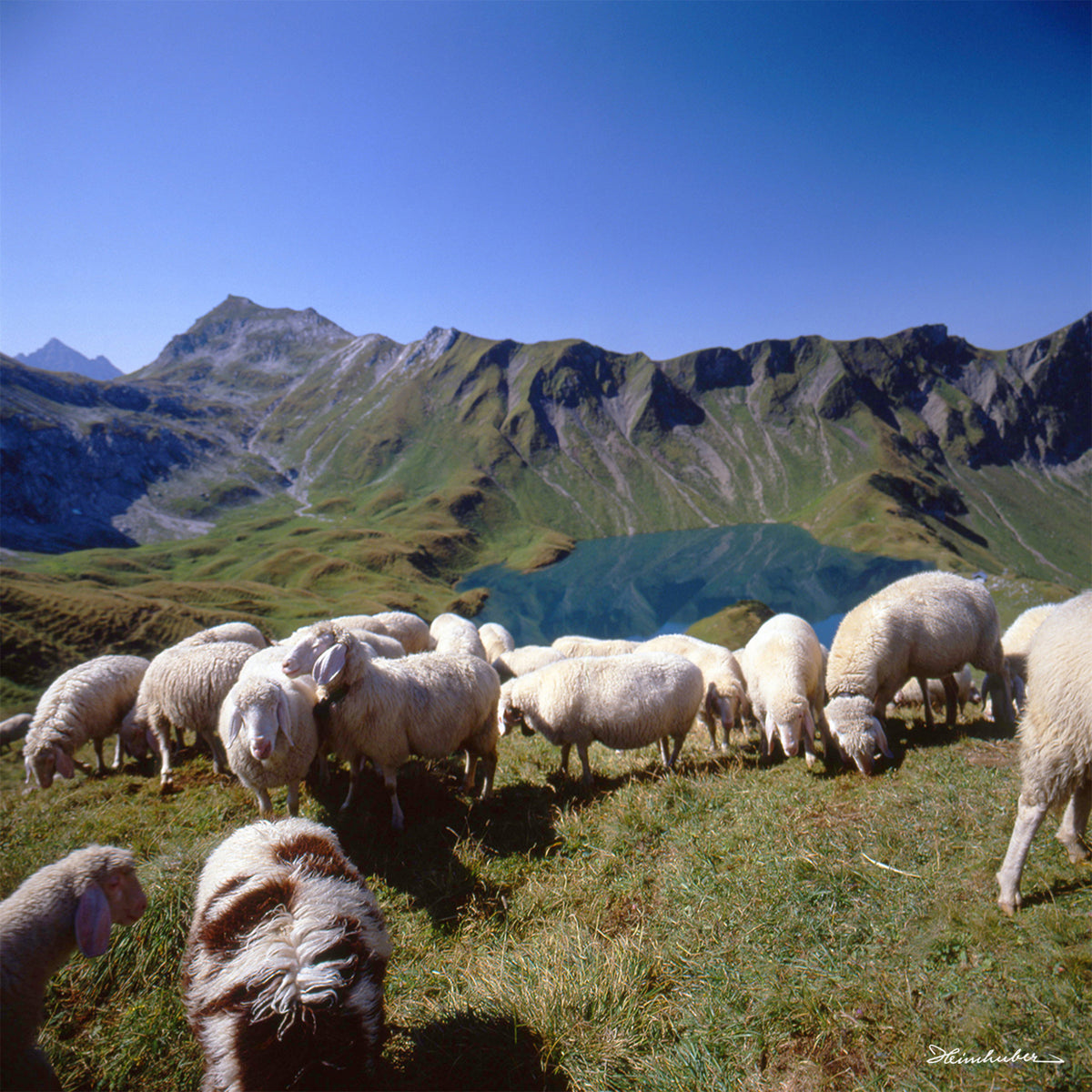 Schafe am Schrecksee
