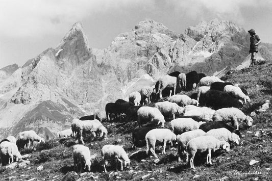 Hirte mit Schafen am Vordertaufersberg