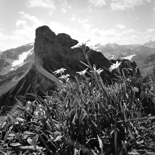 Schneck mit Edelweiß I