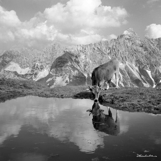 Kuh am Gebirgssee