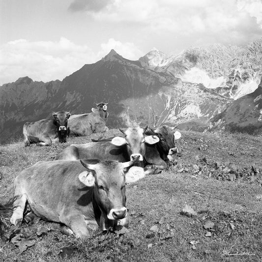 Kühe vor Glasfelderkopf