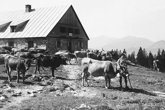 Alpabtrieb an der Seealpe