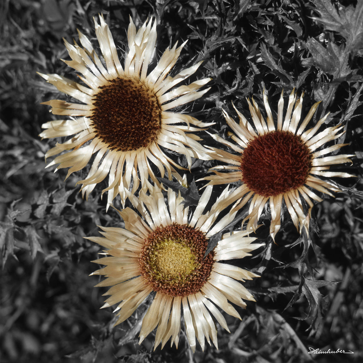 Silberdistel Trio I teilcoloriert
