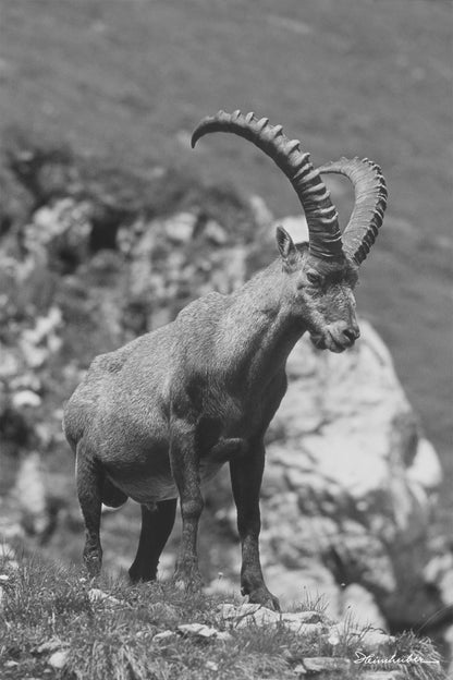 Stolzer Steinbock