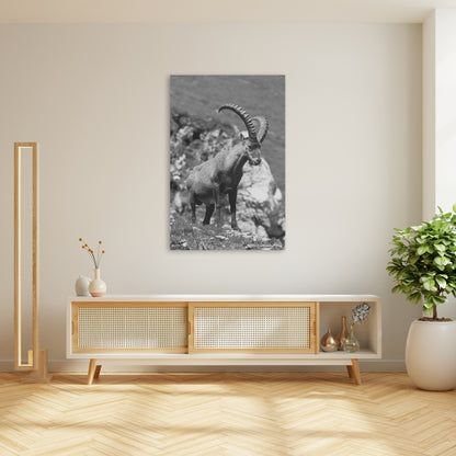 Stolzer Steinbock