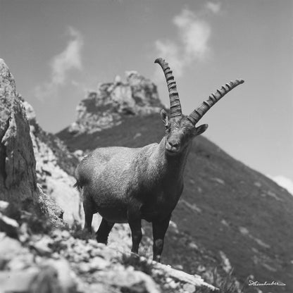 Steinbock am Fels