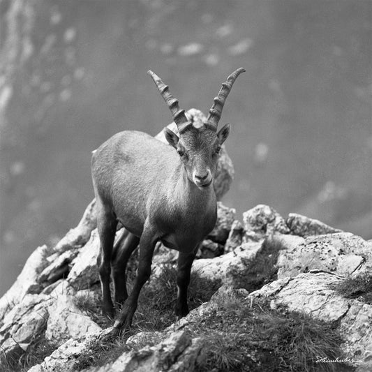 Junger Steinbock