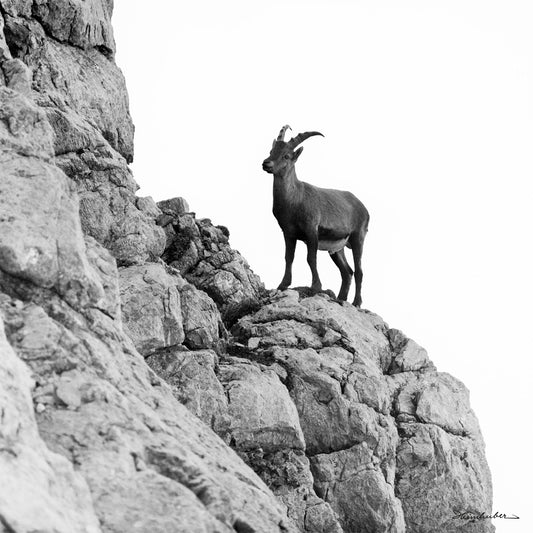 Steinbock an der Rotgundspitze