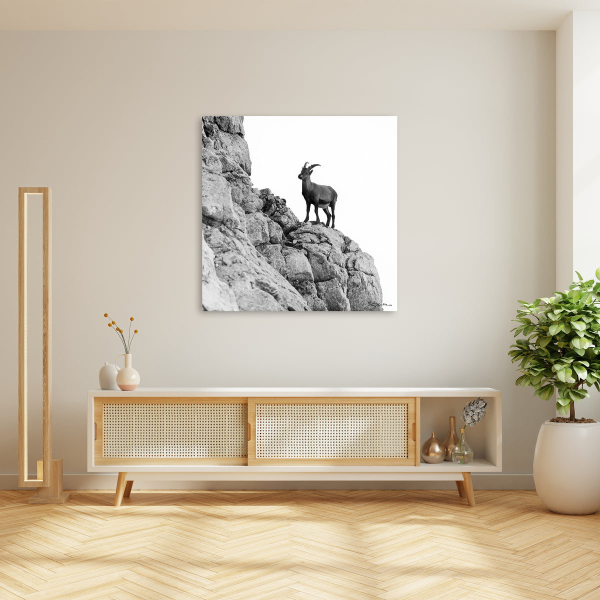 Steinbock an der Rotgundspitze