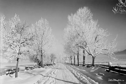 Allee