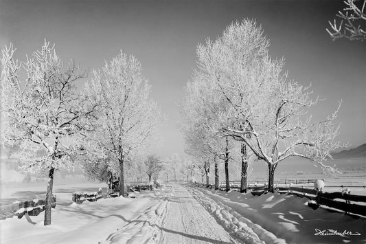 Allee