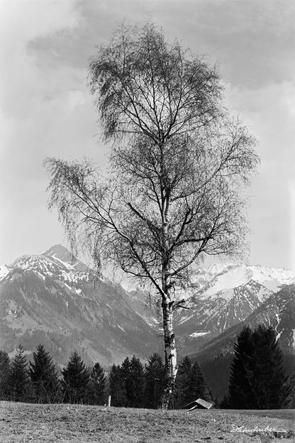Birke bei Oberstdorf