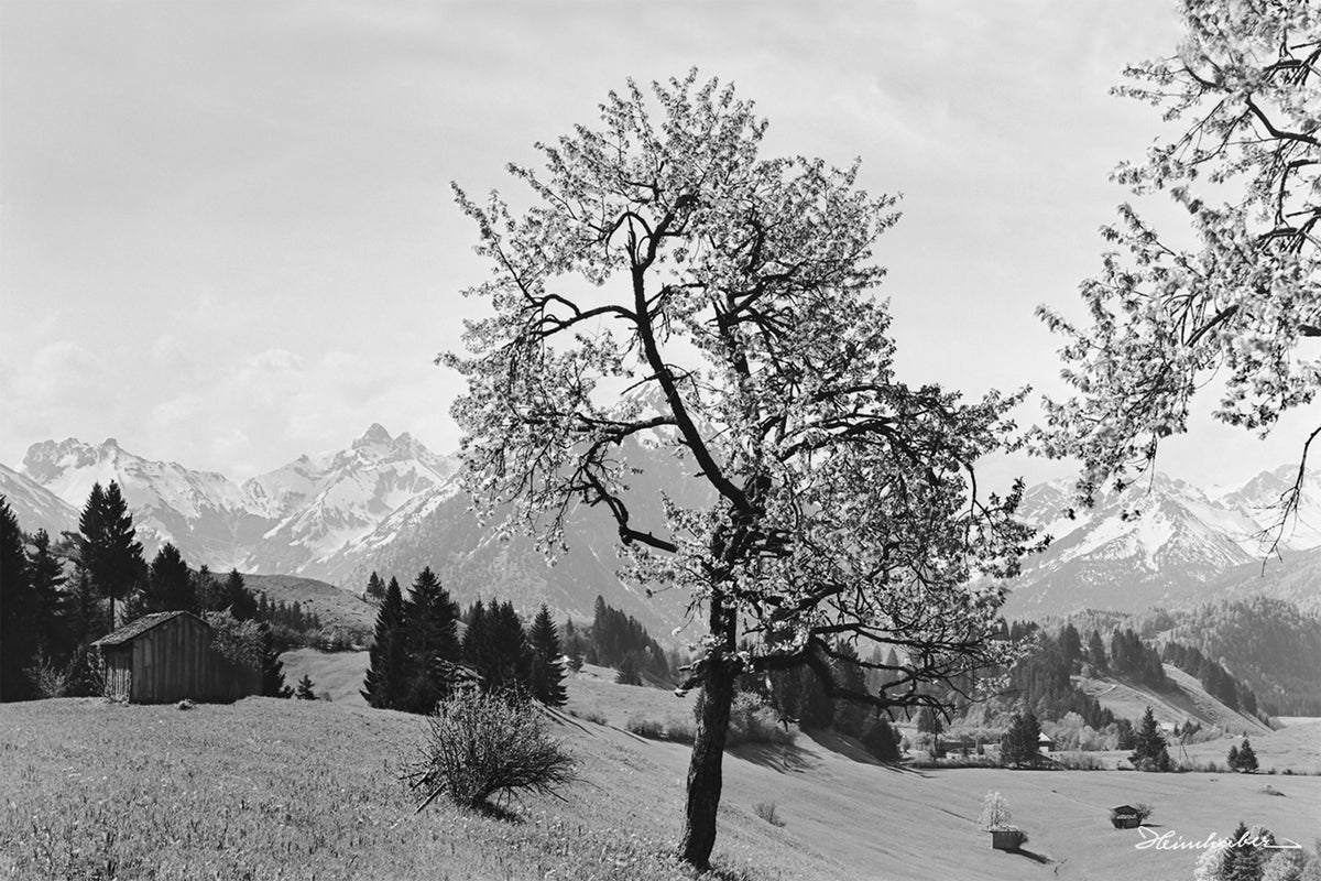 Kirschblüte bei Oberstdorf