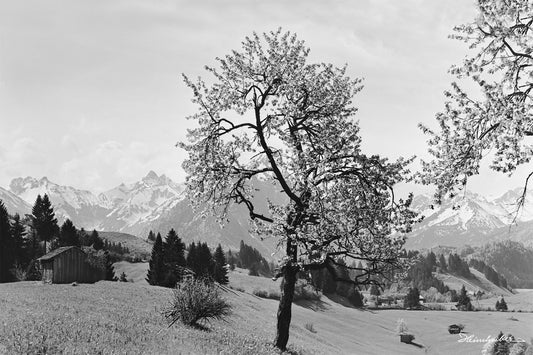 Kirschblüte bei Oberstdorf