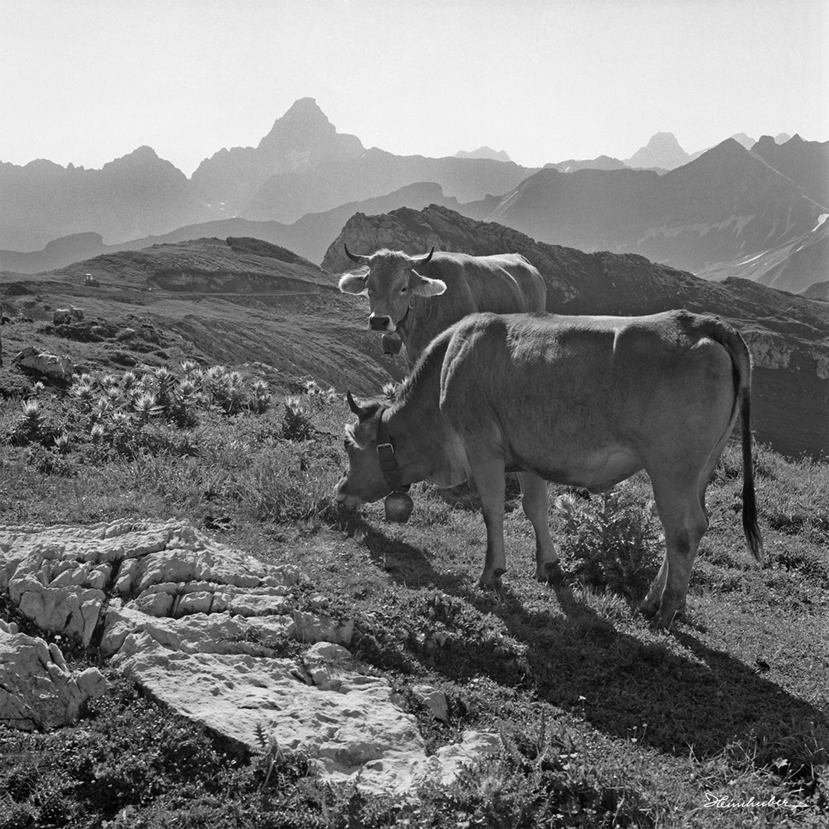 Zwei Kühe mit Hochvogel
