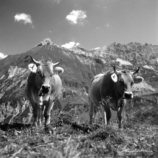 Kühe in der Berglandschaft