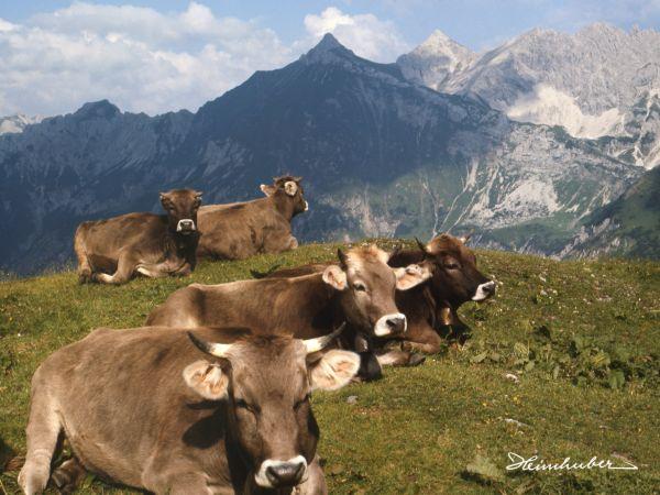 Kühe auf Bergwiese