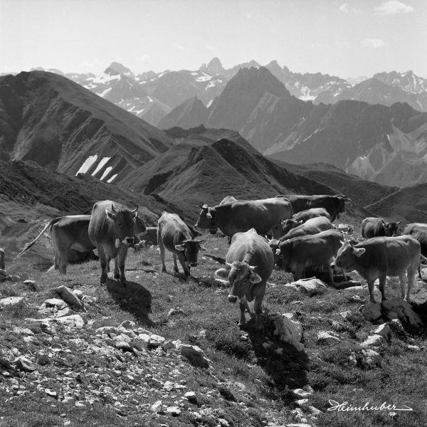 Kühe am Nebelhorn